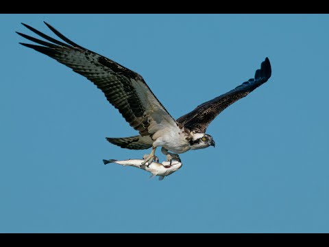 Soaring Legends: The Life of Eagles in the Wild #eagles #eagle