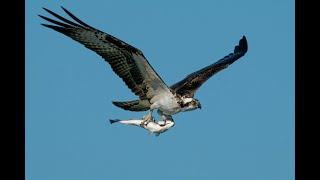 Soaring Legends: The Life of Eagles in the Wild #eagles #eagle