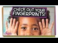 Understanding Fingerprints and Their Uses