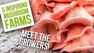 Meet the Growers: 5 Real-Life Mushroom Farm Journeys