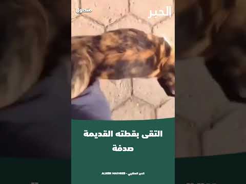التقى بقطته القديمة صدفة.. ردة فعلها 🥹