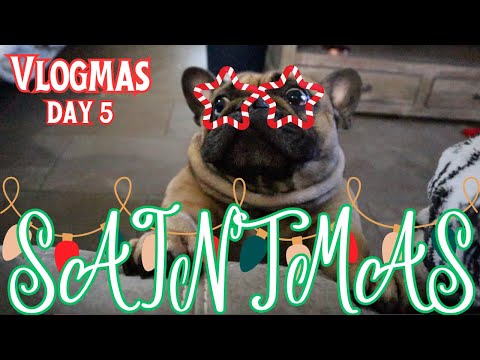 SAINTMAS🐶: French Bulldog's Day in the Life Volume✌️