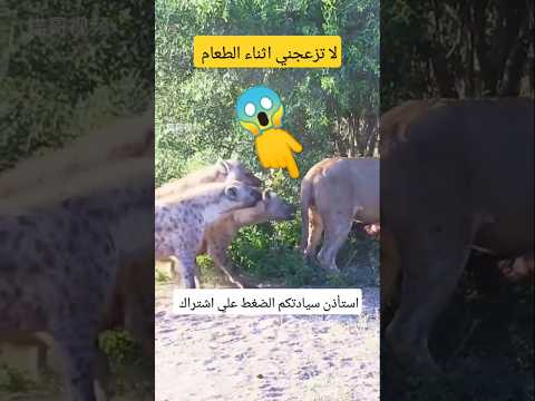 ارجوك لا تزعجني أثناء تناول الطعام#shortvideo #subscribe #animals #shortsfeed #shorts