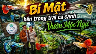 Bí Mật Bên Trong Trại Cá Cảnh VƯỜN MỘC NGƯ | Cao Thủ Guppy | Betta Sales 