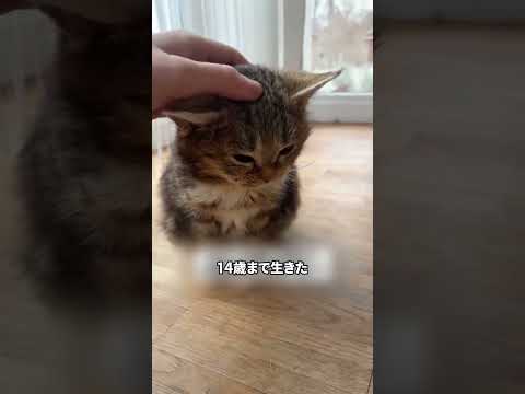 永遠に子猫のままである猫じいちゃん