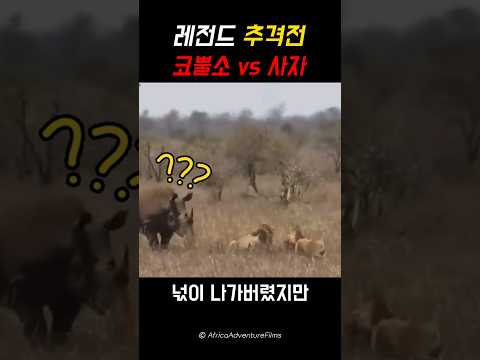 사자가 울고 있던 이유