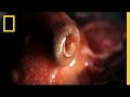 Octopus Behavior and Characteristics