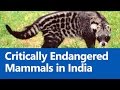 Endangered Species and Conservation