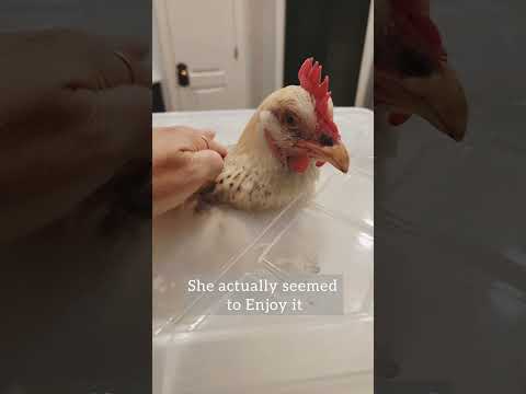 What to do when your hen is eggbound..we caught this early! the least invasive remedy did the trick!