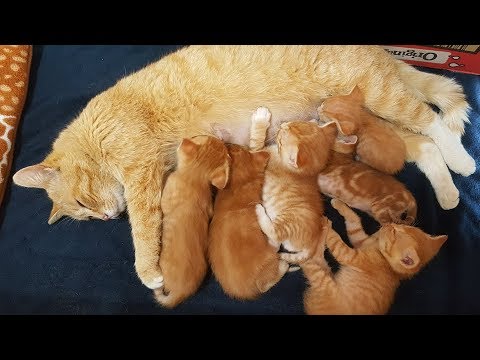 일주일만에 새끼 찾아 온 어미 길고양이~ 눈물이ㅠㅠ