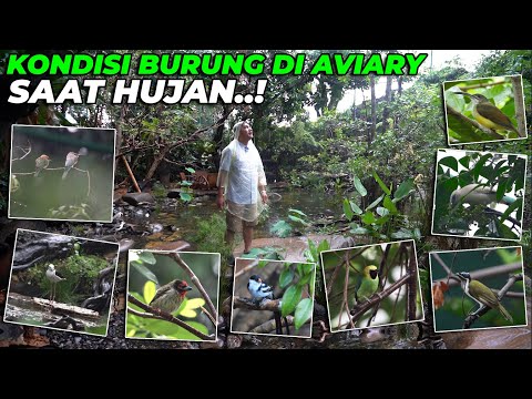 BURUNG2 PADA SENANG KETIKA HUJAN. MURAI BATU PINDAH SARANG..? DIMANA..?