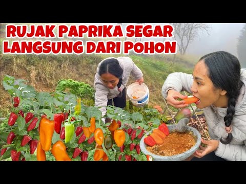 PETIK PAPRIKA LANGSUNG BIKIN RUJAK DI KEBUN