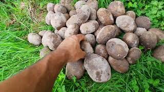 Um poco da vida do campo