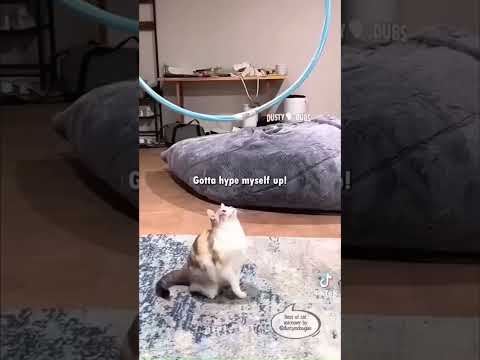 Meme Gattosi! dubITA (feat cwallaceshorts)