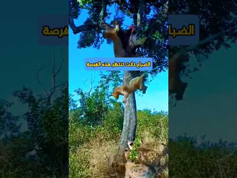 الضباع متشوقه وكانت تنتظر لحظه سقوط اللبؤة بفارغ الصبر