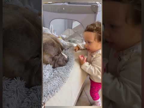 Mino is cute and never gets angry. #dog #americanbully #music #song #love #family #doglove #baby