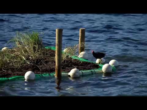 YouTube video thumbnail: Brazilian Biologist Seeks to Transform Lagoon Into Bird Haven