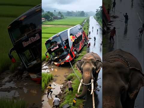 Elephant’s mission today, save the nyungsep bus