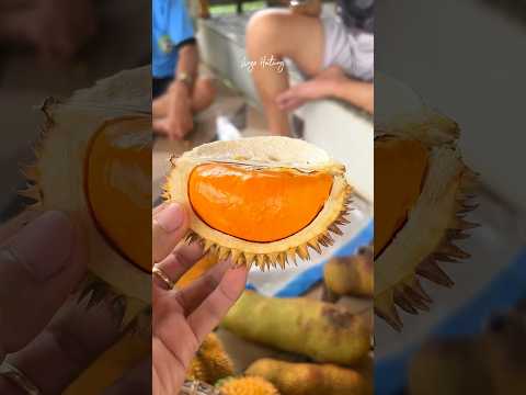 Panen buah Empakanhutan #durian #panen #buah #fruit  #pekawai #durianhutan #buahlangka #shortsvideo