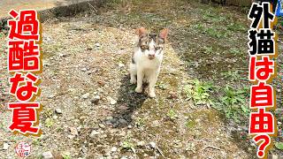 【保護猫 外猫】外猫にとって過酷な夏
