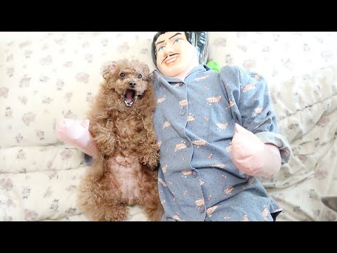 주인 닮은 인형 두고 외출했더니...