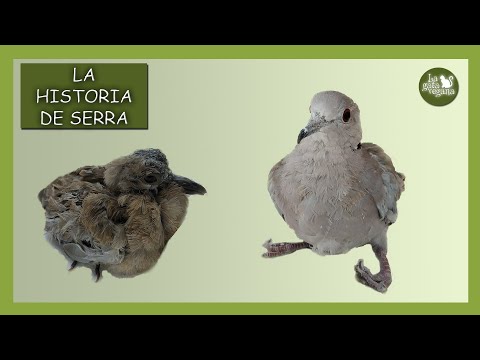 LA HISTORIA DE LA TÓRTOLA SERRA | ADOPTADA Y CRIADA POR UNA PALOMA CUANDO CAYÓ DESNUTRIDA DEL NIDO