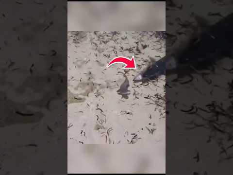 Viral! Barakuda Raksasa #short #shorts #shortvideo