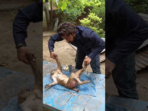 हे भगवान इस मां की मदद करो 😭 very sad monkey mother || O God please help 🙏