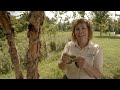 Tree Identification and Characteristics