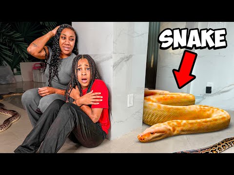 HUGE SNAKE INVADED OUR HOUSE