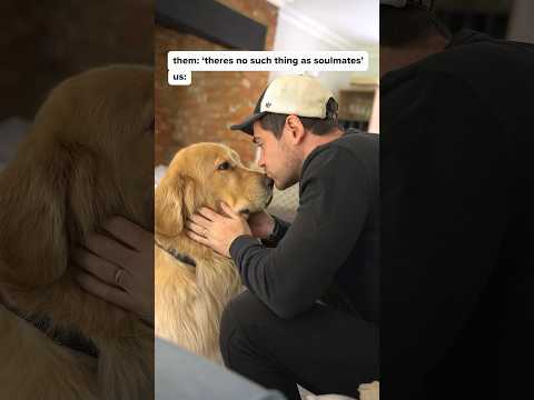 I beg to differ🥰 #goldens ​⁠@getspotcovered is the peace of mind that’s invaluable❤ #spotpartner