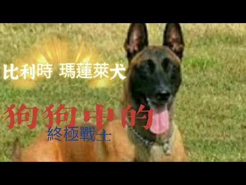 比力時 瑪蓮萊犬 狗狗中的終極戰士 - YouTube