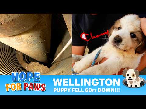 Puppy fell down 60ft into a water well and cried for help for 3 days!!! OMG, it was so challenging!