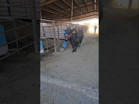 #toros #jaripeo #mascotas #ganaderos #rancho #rodeo #animales #bulls #animales #rodeo #mascotas