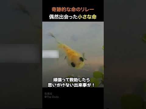 奇跡的な命のリレー偶然出会った小さな命