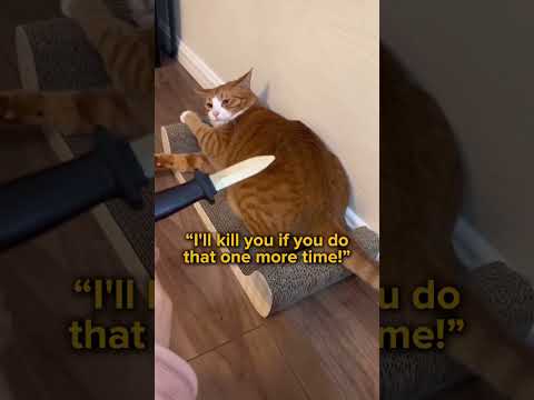 How To Say “NO!” To Your Cat ?✋