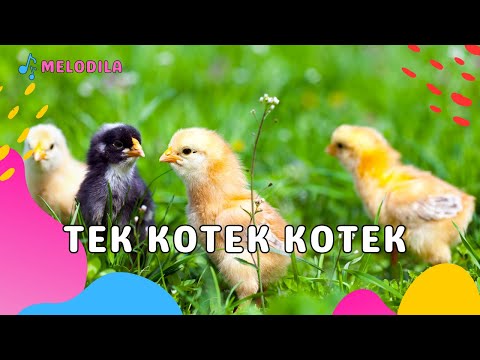 🔴 LAGU TEK KOTEK KOTEK ANAK AYAM - Lagu Anak Anak | Lagu Anak Indonesia | Lagu Anak Populer