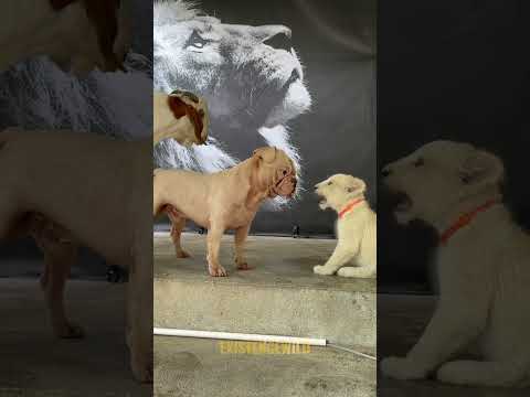 Woman Cares for Traumatized White Lion Cub, Bonds with Lion and Then