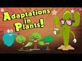 Exploring Plant Adaptations in Nature