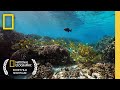Square Tail Grouper's Journey
