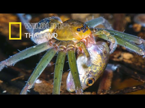 Spider Fishing แมงมุมยักษ์ชายน้ำที่จับปลาและกบโดยไม่ต้องใช้ใย|สารคดีสัตว์ WILDLIFE