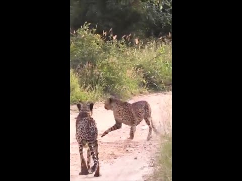 Funny The Lion Chases Two Leopards Run Away #animals #shortvideo #entertainment