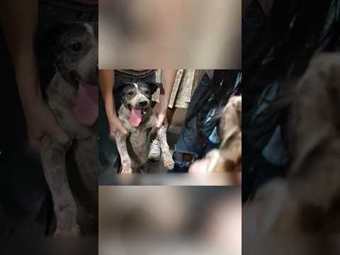 Conoce a Grey, el héroe de 4 patas que hizo un rescate memorable #shortsvideo