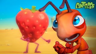 Oops! Stuck Inside a Giant Strawberry! 🍓😲 | ANTIKS 🐜 | Old MacDonald's Farm | Animal Cartoons