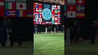 Hip Hop Boy Sete Moinhos y Alfonso Rojas pisando el ring de la FCI World Challenge of Top Dogs 2026