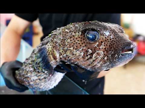 GIANT PORCUPINE FISH Vietnamese Street Food