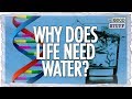 Exploring the Unique Properties of Water