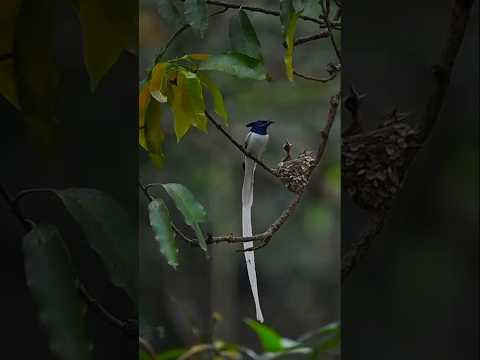 This Mother Bird’s Love Will Melt Your heart ❤️ #wildlife #motherbird #ytshorts