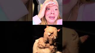 Vocês comeriam esse cookie? #react
