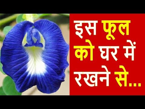 ज्योतिष उपाय चुपचाप ये फूल लाकर एक डिब्बी में बंद कर रख दे इतना होगा धन की संभाल नहीं पाओगे ✅